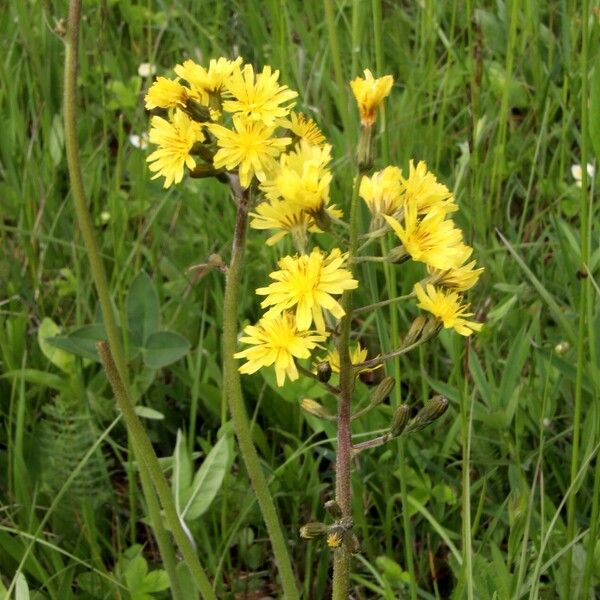 Crepis praemorsa Floro