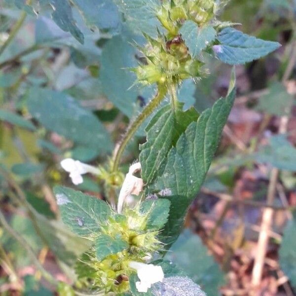 Galeopsis tetrahit ফুল