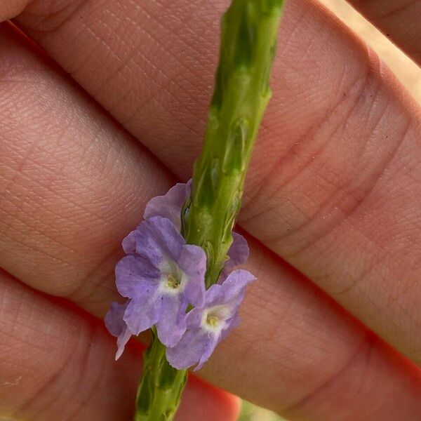 Stachytarpheta indica Blomst