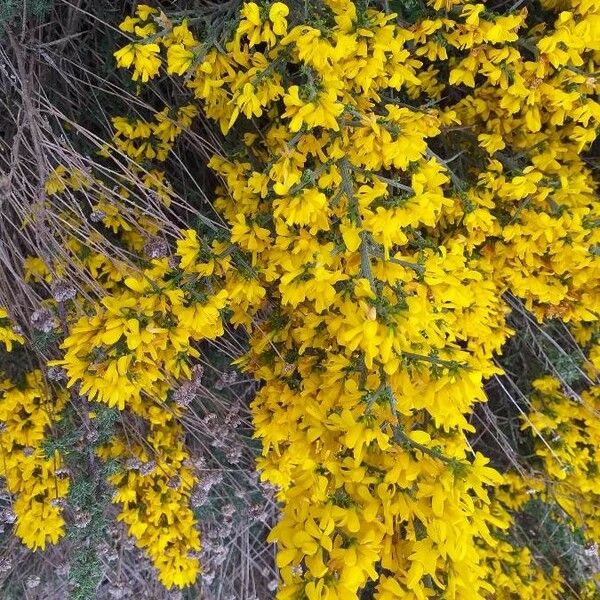 Genista scorpius Fiore