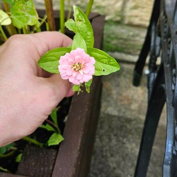 Zinnia peruviana Feuille