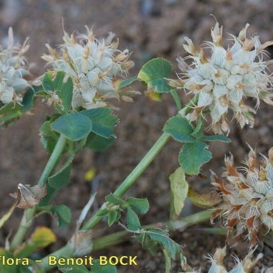 Trifolium spumosum Habitus