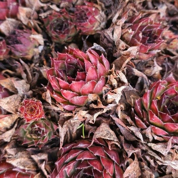 Sempervivum tectorum Лист