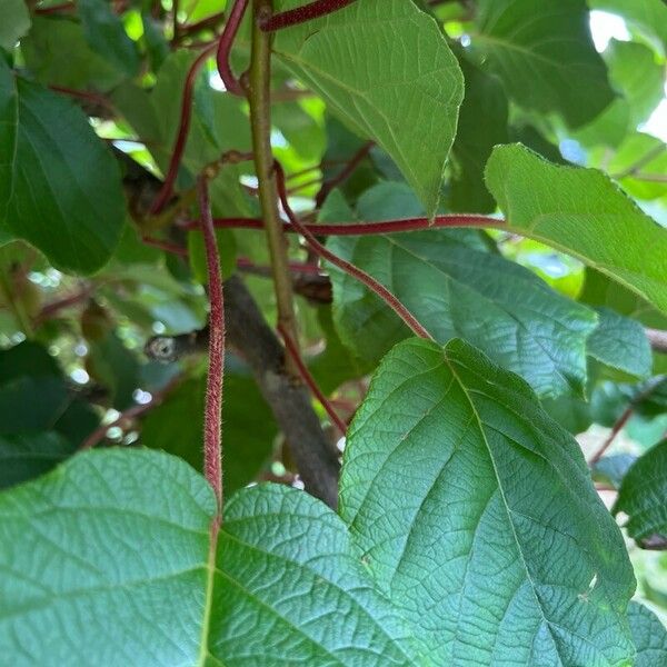 Actinidia chinensis Blad