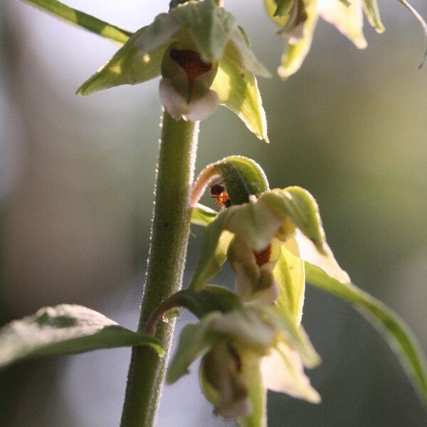 Epipactis muelleri Çiçek