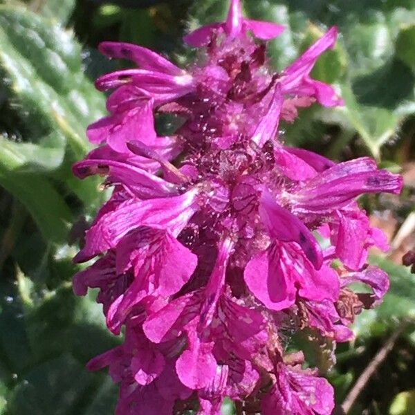 Pedicularis verticillata Flor