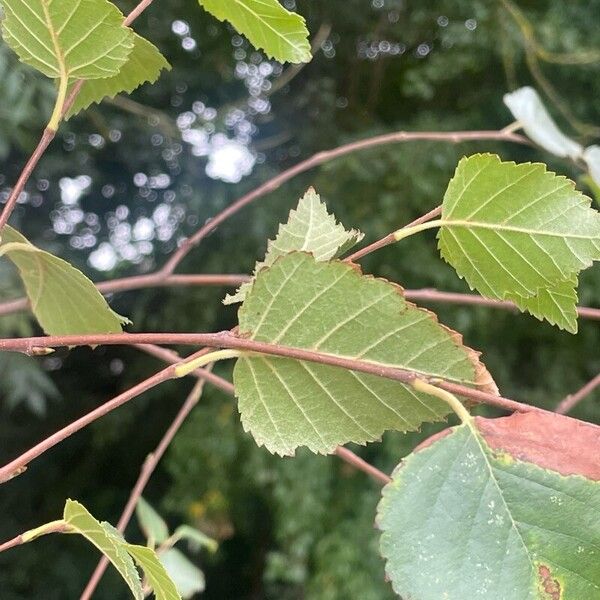 Betula pubescens Fuelha