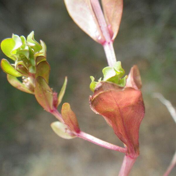 Lythrum borysthenicum 葉