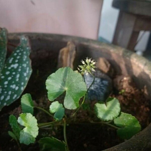 Hydrocotyle leucocephala Leht