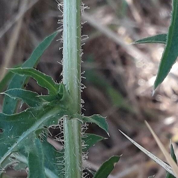 Centaurea calcitrapa Corteza