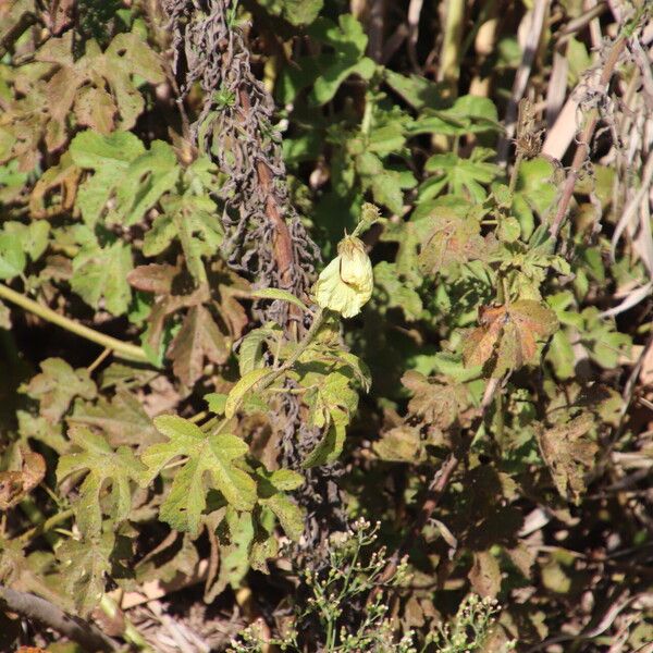 Hibiscus diversifolius Costuma