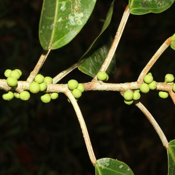 Ficus citrifolia Лист