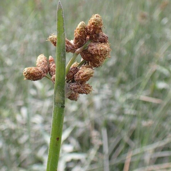 Schoenoplectus triqueter Fruct