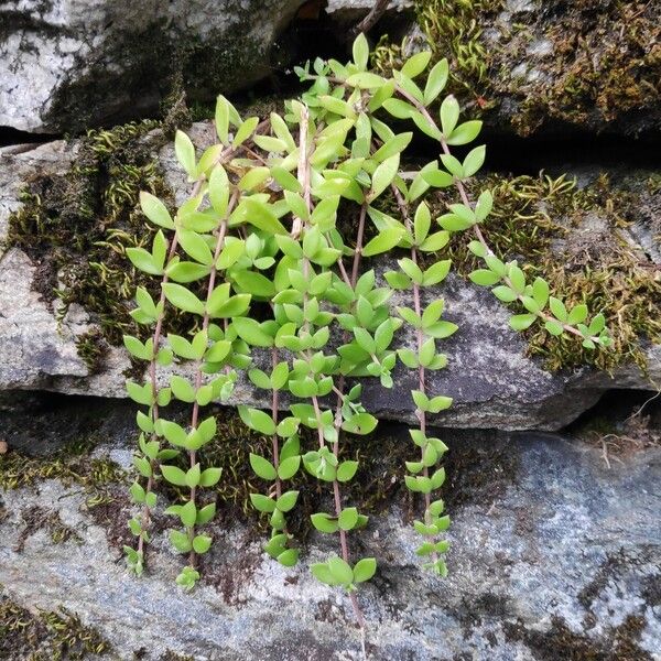 Sedum sarmentosum पत्ता