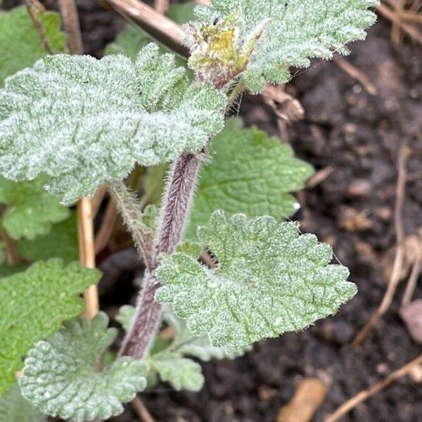 Nepeta cataria Hábitos