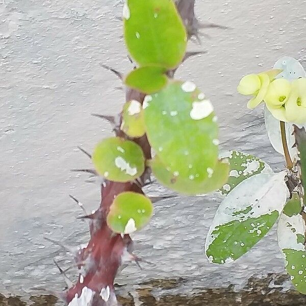 Euphorbia milii ᱪᱷᱟᱹᱞᱤ