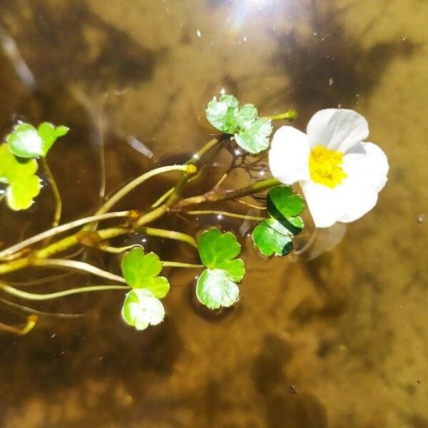 Ranunculus peltatus Flower