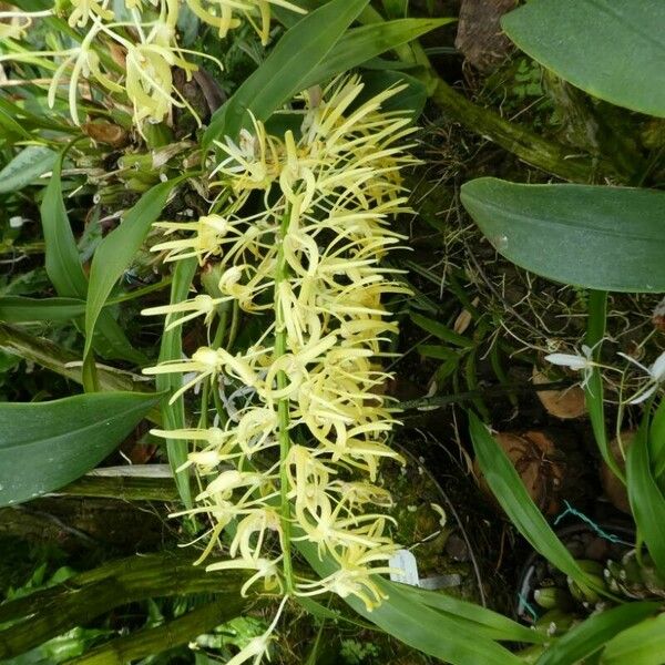 Dendrobium speciosum Květ