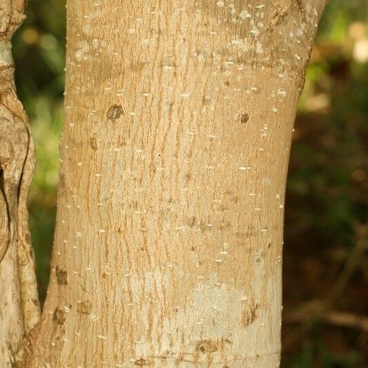 Michelia champaca Bark