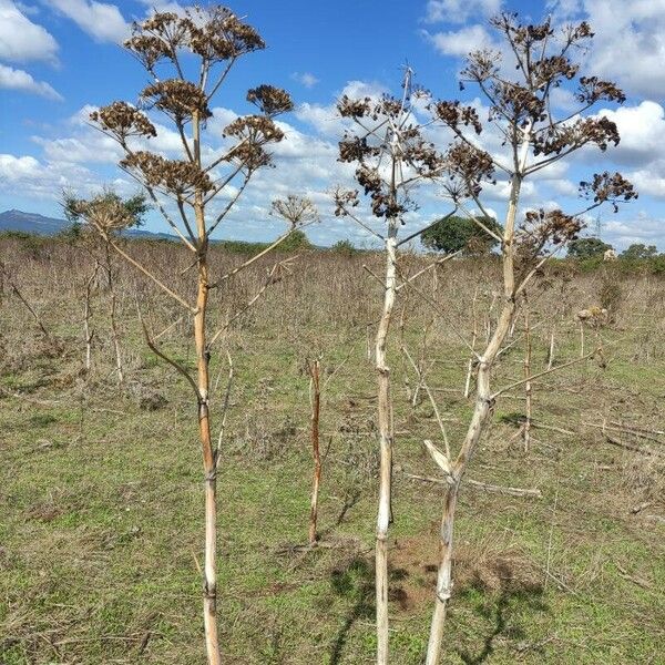 Ferula communis Blad