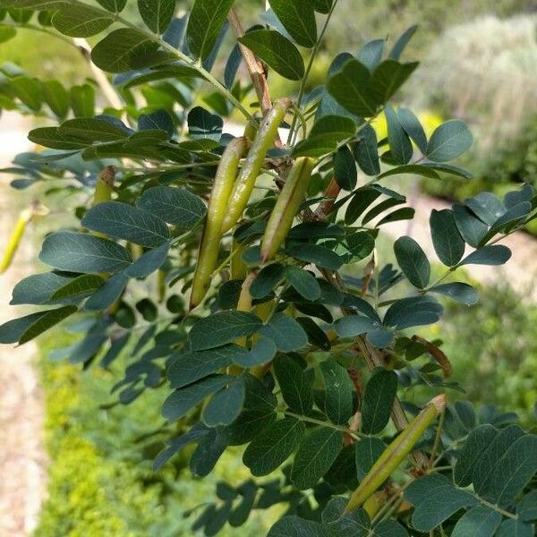 Caragana arborescens Plod