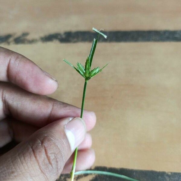 Cyperus compressus Fleur