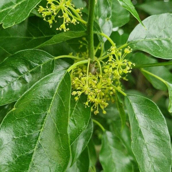 Maclura pomifera 花