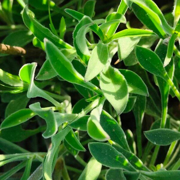 Silene italica Leaf