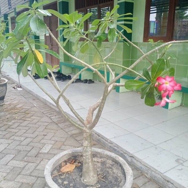 Adenium obesum Folio