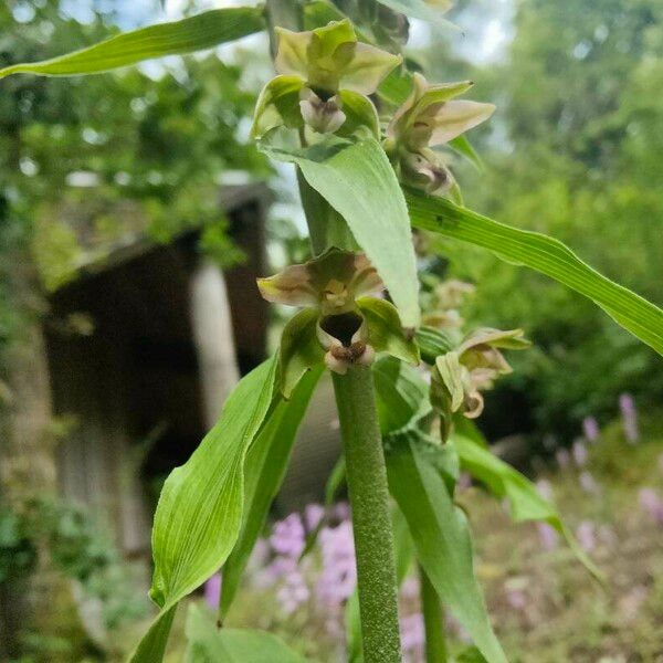 Epipactis helleborine 葉