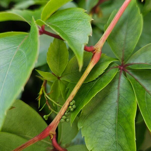 Parthenocissus inserta Schors