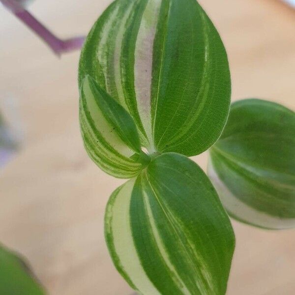 Tradescantia fluminensis Blad