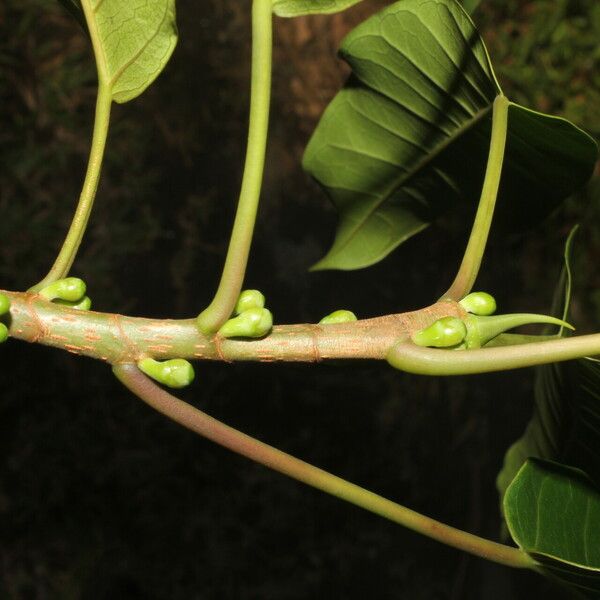 Ficus citrifolia ᱪᱷᱟᱹᱞᱤ