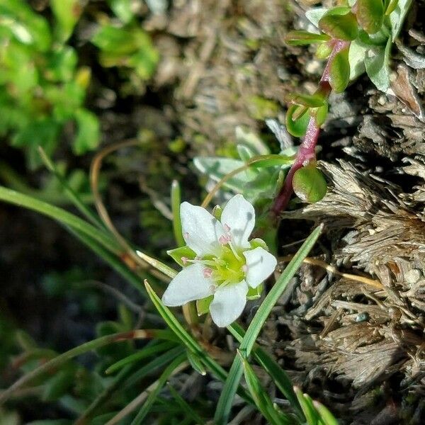 Arenaria biflora Virág