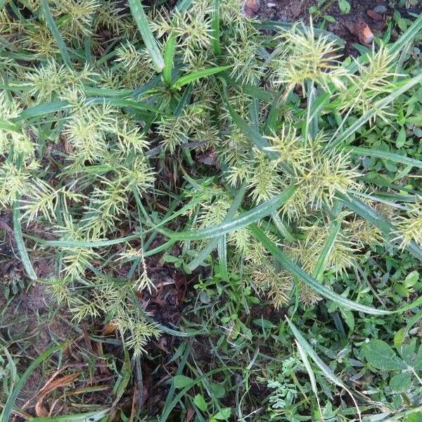 Cyperus esculentus Habit