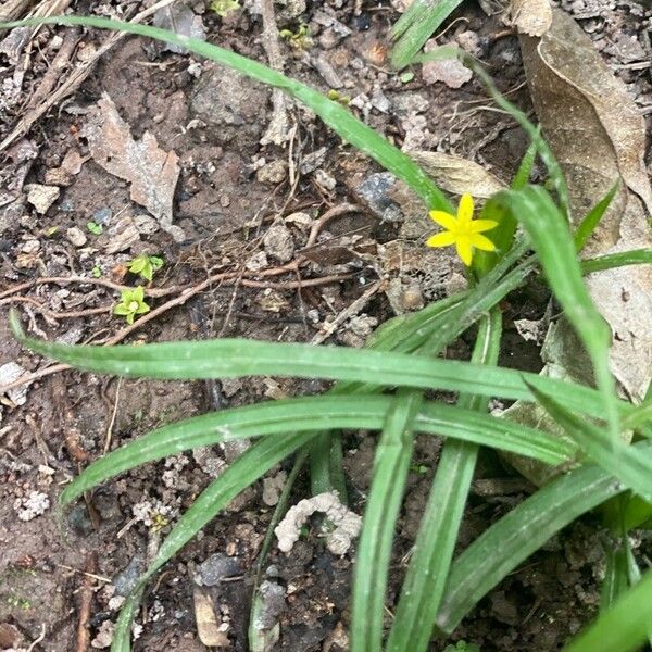 Hypoxis decumbens Flor