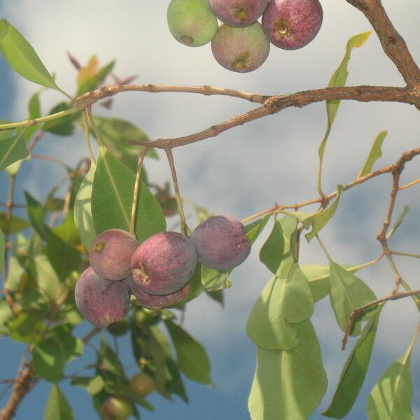 Syzygium guineense Owoc