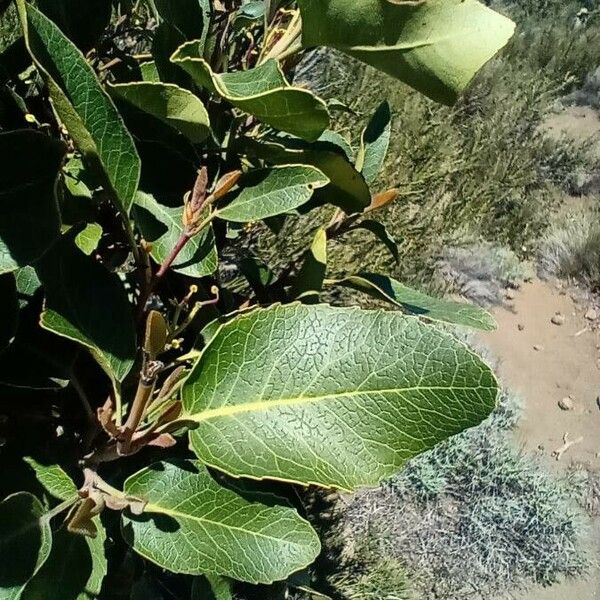 Lomatia hirsuta Blad