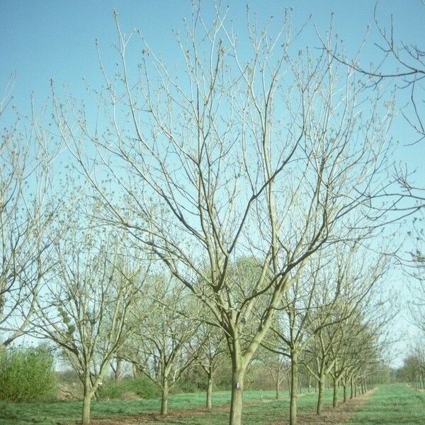 Juglans mandshurica Buveinė