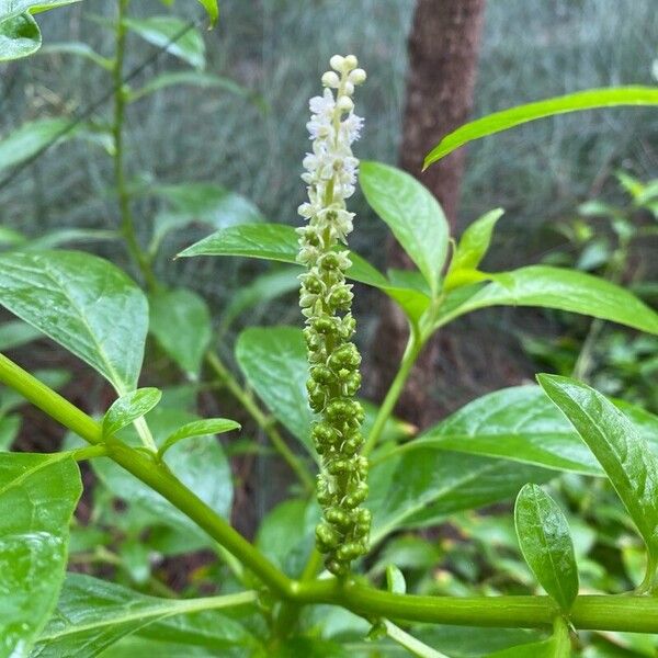 Phytolacca icosandra Floare