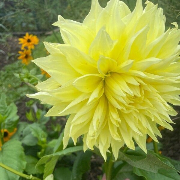 Dahlia pinnata Cvet