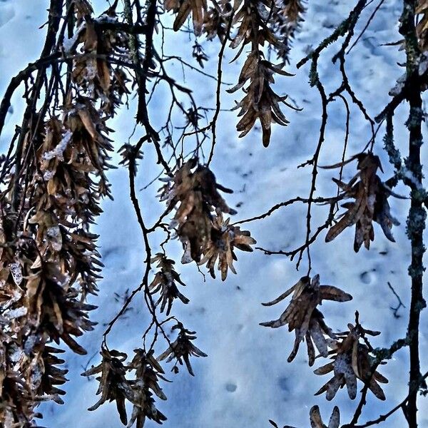 Carpinus betulus Fruit