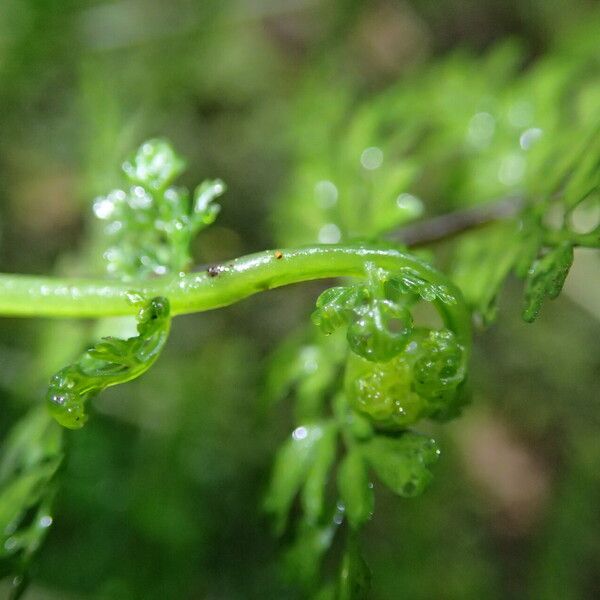 Asplenium abyssinicum Leaf