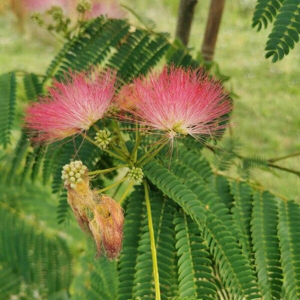 Albizia lebbeck Virág