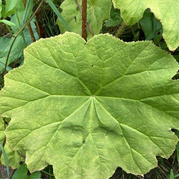 Astilboides tabularis पत्ता