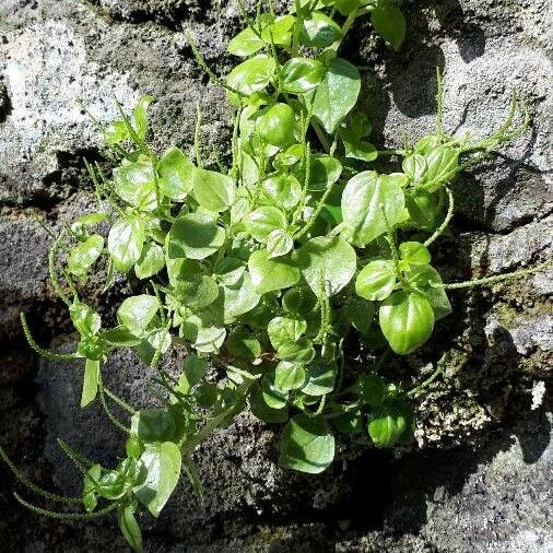 Peperomia pellucida Fuelha