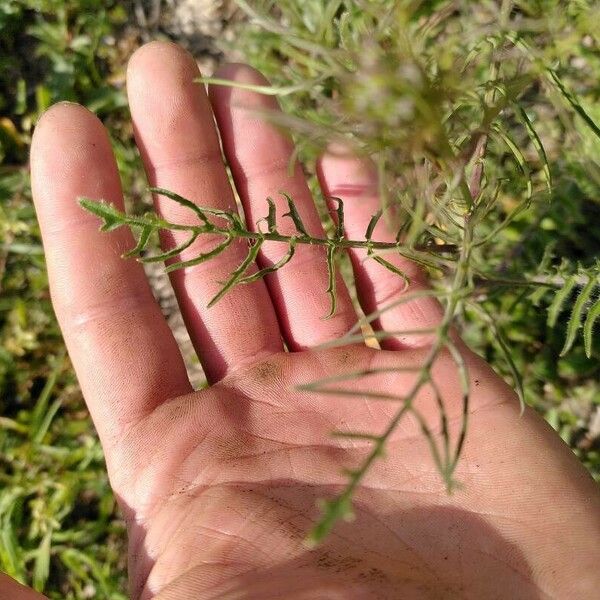 Sisymbrium altissimum Blad