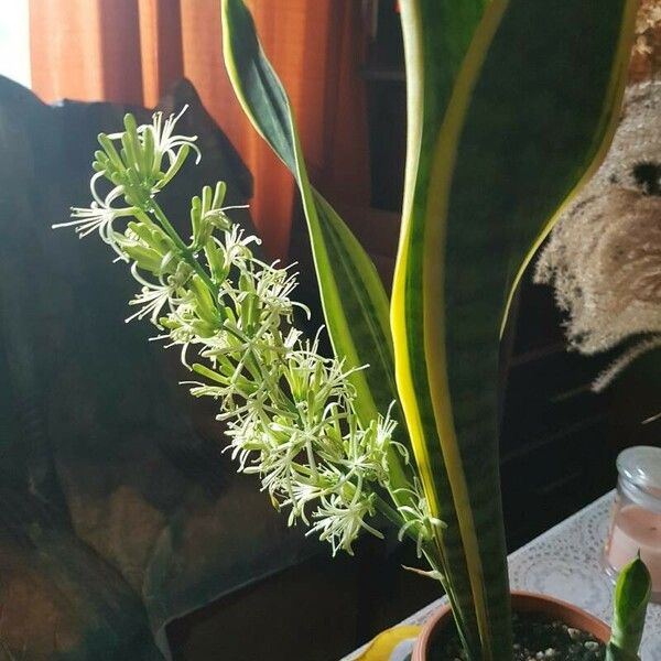 Dracaena trifasciata Fleur