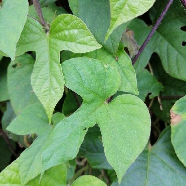 Ipomoea hederacea Blad