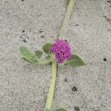 Abronia maritima Flower